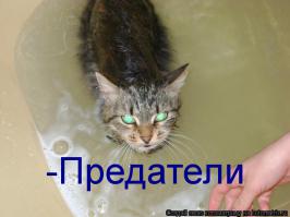 Животные, которые любят и ненавидят купаться 