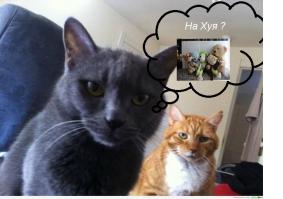 Ночной охотник