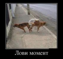 Фото, сделанные в нужный момент 