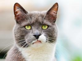 Страшнее кошки , зверя нет ...