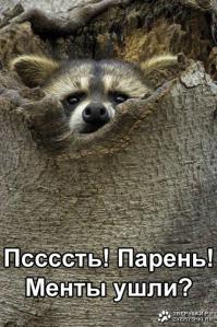 Трудолюбивые еноты