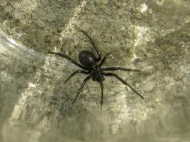 А если серьезно то очень похож на это. А это каракурт. Автор ты где живешь? Если по региону возможно наличие этой твари то неси его в сан.станцию. Чем быстрее тем лучше. Сам понимаешь что лучше перебдеть чем недеобдеть в этом случае.