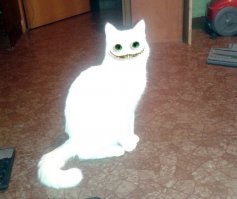 В какую сторону смотрит кот ?