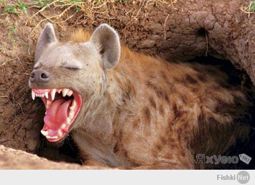 Смех как у гиены!