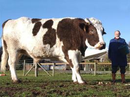 Бык по кличке Полковник, который в холке имеет высоту 195 сантиметров, - признанная "звезда" фермы, получившей звание Парка живой природы. Его хозяин, 72-летний Артур Дакет, покупая шесть лет назад бычка симментальской породы, не ожидал, что его питомец нагуляет на своих боках такое количество мяса. Теперь Полковник весит почти 1600 килограммов, причем его рацион составляют исключительно сено, овес и орехи.