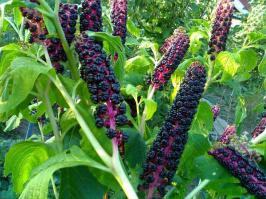 Лаконо́с (англ. Phytolacca) — род многолетних растений семейства Лаконосовые (Phytolaccaceae). В садоводстве известен под названием фитола́кка, у американцев — англ. pokeberry.    (ВИКИПЕДИЯ)
