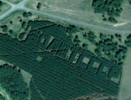 Воронежцы высадили 12 тысяч сосен в виде надписи «70 лет Победы»