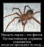 Интересные факты о пауках (11 фото)