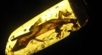 янтарь с ящеркой из Мексики. возраст находки - 23 миллиона лет