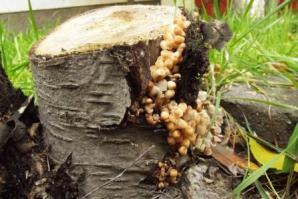 Эти на опята