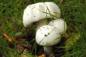 Это на шампиньоны смахивают