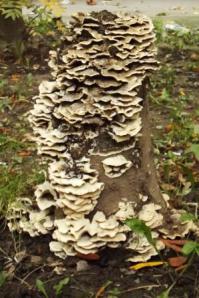 Даже не знаю, что за звери такие