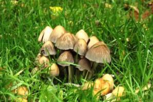 Это вроде навозники сверкающие (так мне на грибной выставке сказали) и в темноте должны светиться