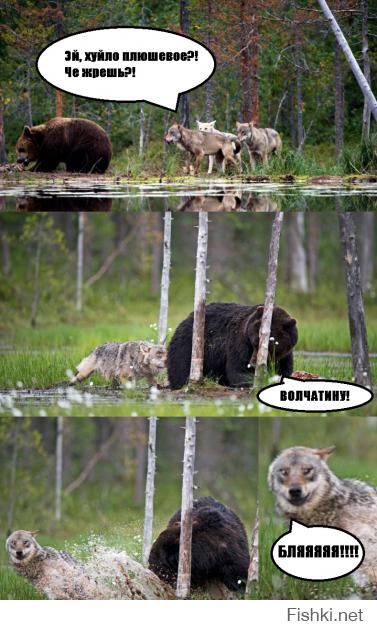 Медведь против волков 