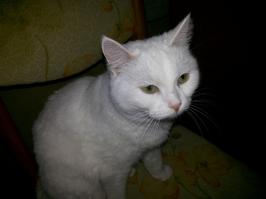 А вот моя.
Все как положено, и селфи, и на фоне ковра)))