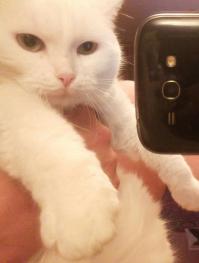 А вот моя.
Все как положено, и селфи, и на фоне ковра)))