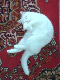 А вот моя.
Все как положено, и селфи, и на фоне ковра)))