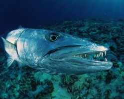 Гигантский каранкс атакован барракудой