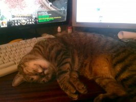 Мои две. Старушка и толстушка))) Обеих подобрал с улицы мелкими. Одной 19 лет, второй 2 года.