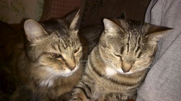 Мои две. Старушка и толстушка))) Обеих подобрал с улицы мелкими. Одной 19 лет, второй 2 года.