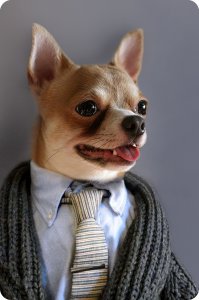 Мой чих-переросток :)