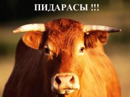 Бычьи яйца: рецепт для гурманов....
