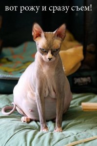 Животные, которые беременны  