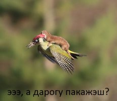  Фантастически редкое фото — ласка летит верхом на дятле