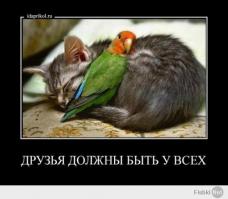 Как уживаются собака и попугай!