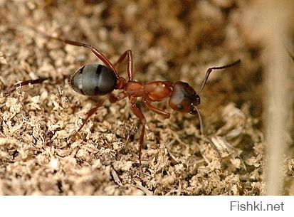 Вот тоже прикольная животинка. Кроваво-красный муравей рабовладелец.Как и другие муравьи-рабовладельцы, они грабят соседние гнёзда муравьёв (Formica fusca и другие Serviformica), где добывают куколок и приносят их в своё гнездо. Из этих куколок воспитывают «рабов», которые выполняют в гнезде «рабовладельца» те же работы, что они выполняли бы и в родном гнезде, только выращивают расплод не своего, а чужого вида. У кроваво-красного муравья-рабовладельца собственные рабочие добывают пищу, охраняют гнездо и частично занимаются уходом за потомством, хотя в основном эту работу выполняют «рабы».