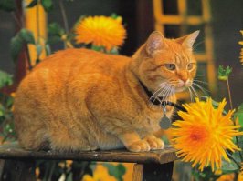 Стефенский кустарниковый крапивник - небольшая, длиной 10 см, птица с оливково-бурым оперением гнездилась только на о. Стефан (между Южным и Северным островами Новой Зеландии) . В 1894 году кот смотрителя маяка на острове Стефенса у берегов Новой Зеландии в одиночку уничтожил всю популяцию Стефенсовского кустарникового крапивника. 
Источник: