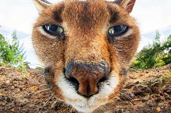 И да,вот ещё что,вначале котяра,вроде это "каракАл",а не "каракОл"- исправь !