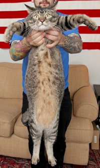 :) Кота получается "Pickle"(Пикл) зовут ?