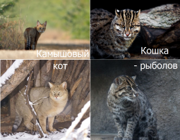 Какой,какой кот "Камышитовый"?:)
Может "Камышовый" кот ?! От слова "камыш". Она же- болотная рысь.
К тому же по твоей же ссылке это совсем другая кошка даже по фото !
А что "кошки-рыболова" не бывает ?
Вот тебе гугл в помощь перед тем как утверждать обратное(твоя любимая вики):


Камышовый кот:


Кошка-рыболов:


Если лень смотреть ссылки,вот тебе "Paint":) :