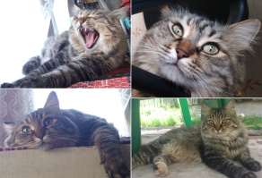 27. Дикая "Подмосковная".
Популяция в природе 1шт. Умеет плеваться и презирать.:) На руки не даётся. На свою кличку "Рысь","Рыся" и т.д. и т.п.- не откликается. Хозяев не признаёт. Но,исправно каждый день просит жрать. Отличный охотник: мышка,птичка- не вопрос!
Обменяю на перекись водорода и кларитин ! :)