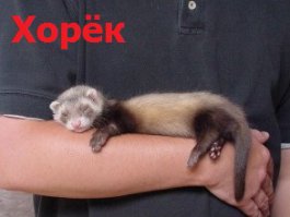 Друг помогает отвлечься от компьютера