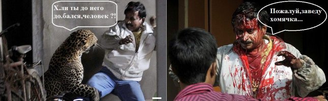 Как не стоит вести себя с котом 