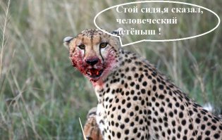 Как не стоит вести себя с котом 