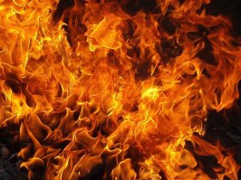 Из тела убитого паука выползли сотни маленьких пауков