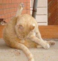 +1. 
Сцука,мля !
Сразу видно,что нехрен заняться. Альтернатива этому-вылизывание своих яиц !:)