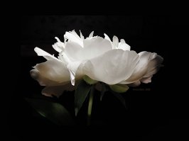 20 фантастических макрофотографий, которые откроют вам целый мир