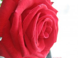 20 фантастических макрофотографий, которые откроют вам целый мир