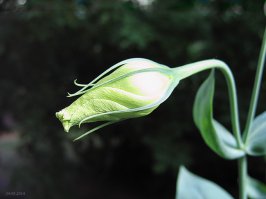 20 фантастических макрофотографий, которые откроют вам целый мир