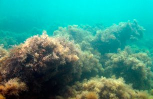 Около российского побережья и около Ялты в частности растет, в основном, цистозейра бородатая, растет она на скалах и больших камнях. Там, где песок или галька практически не растет ничего, по крайней мере, где я бывал. Растет хоть что-то на глубинах метров до десяти, глубже я никогда водорослей в Черном море не видел. Очень редко и в небольших количествах видел какую-то зеленую растительность, но названия не знаю.