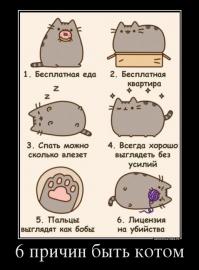 Вещи, которые вы не можете делать, если вы не кот 