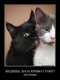 Все коты любят делать это