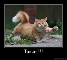 А ну быстро домой! Пёс несет кота 