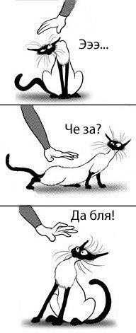 Коты, которые не хотят ни с кем дружить