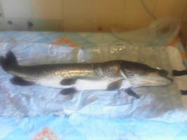 Вот мой улов, сори за качество. 5кг.