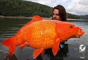 Как гигантский карп охотился за кошками 